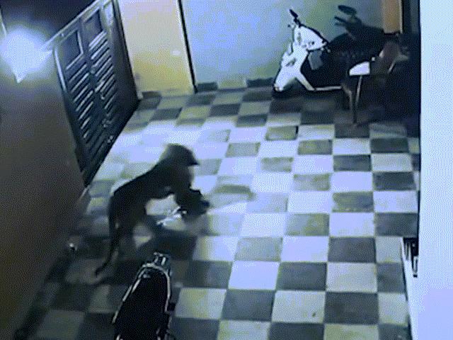 Phi thường - kỳ quặc - Chó dũng cảm chiến đấu với báo hoang đột nhập vào nhà