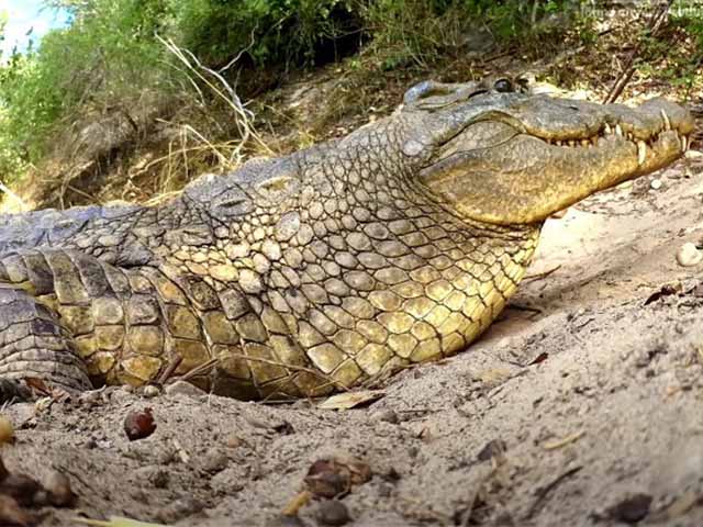 Cặp ”vệ sĩ” bảo vệ ổ trứng cá sấu khỏi kỳ đà cho cá sấu mẹ đi tắm sông