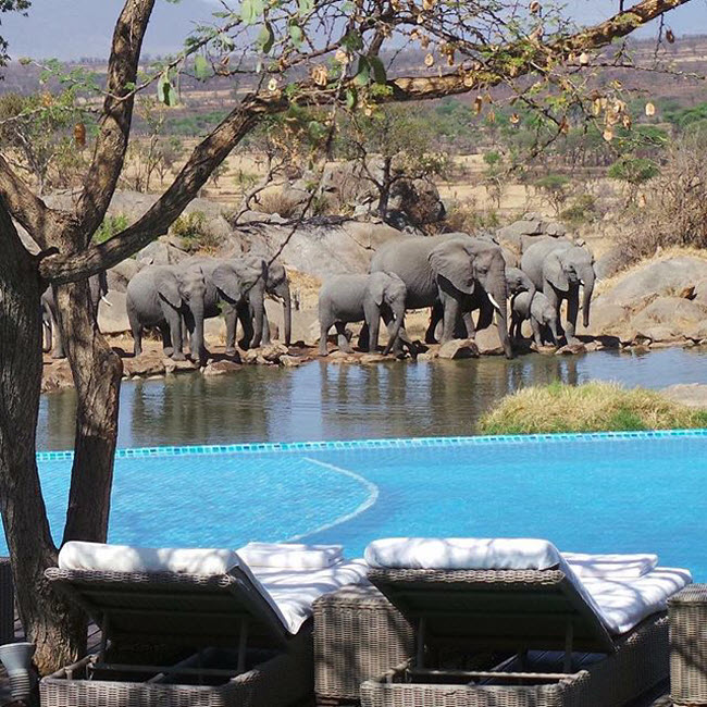 Four Seasons Safari Lodge Serengeti, Tanzania: Bể bơi tại khu nghỉ dưỡng Four Seasons Safari Lodge Serengeti nhìn ra hồ nước thường xuyên có voi lui tới.
