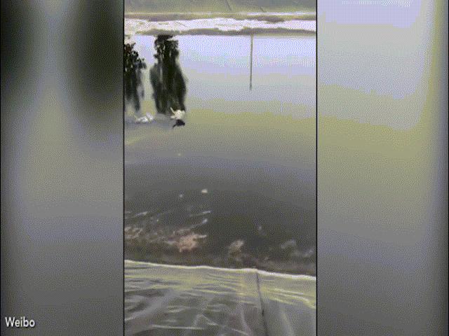 Phi thường - kỳ quặc - Kỳ lạ mèo chạy trên mặt nước như trong phim kiếm hiệp