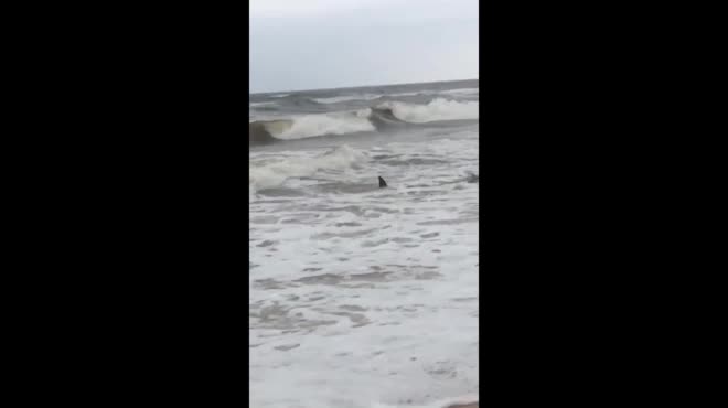 Người dân "đạp" sóng cứu cá voi mắc cạn ở bờ biển