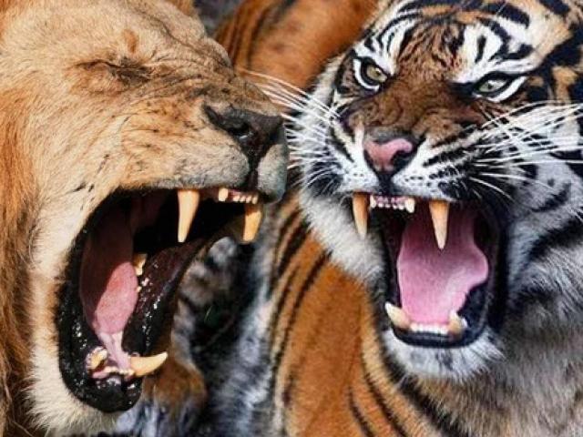 Media - Sư tử đơn độc vẫn chiến đấu cực dũng mãnh khiến 5 con hổ phải "im thin thít"