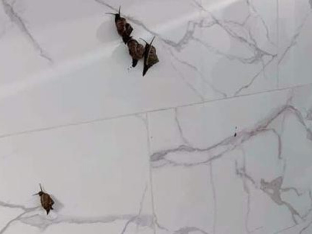 Ẩm thực - Mua ốc về để nấu, cô gái hoảng hốt trước cảnh tượng "kinh hoàng" nhưng sợ nhất vẫn là chiêu khắc phục hậu quả của chị em