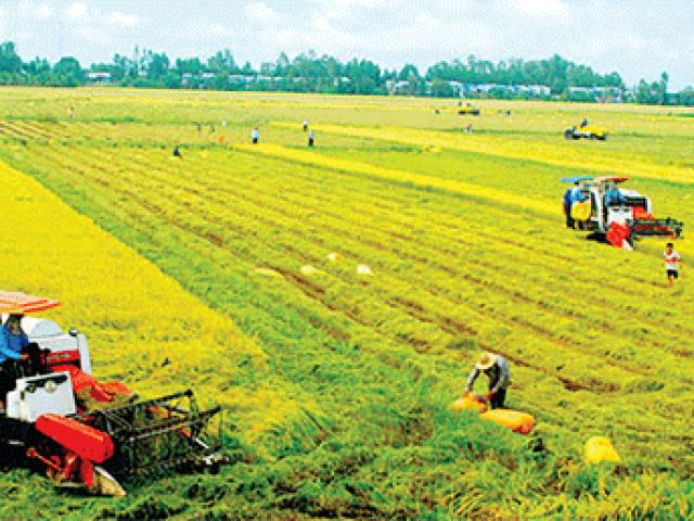 Kinh doanh - Tiếp tục miễn thuế sử dụng đất nông nghiệp đến năm 2025