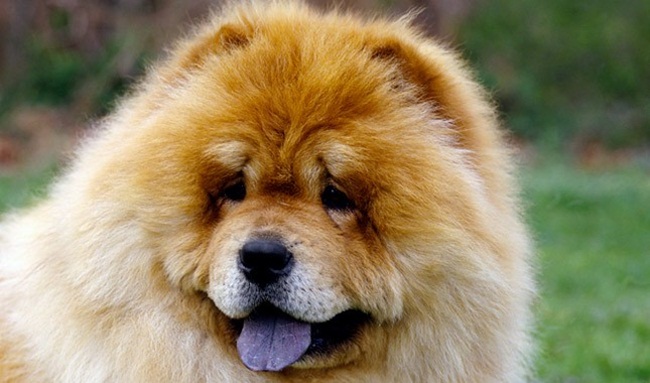 Chow Chow là giống chó có nguồn gốc từ phía Bắc Trung Quốc, chúng còn được biết đến với cái tên khác là chó sư tử xù.