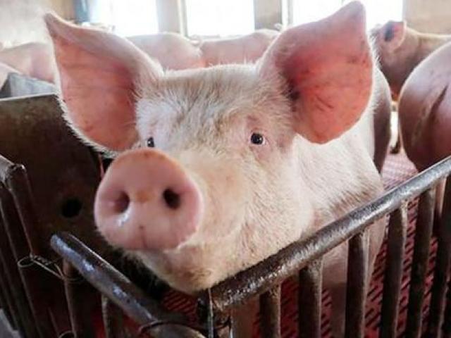 Thị trường - Tiêu dùng - Ở nơi lợn “sướng như tiên”, giá cao ngất ngưởng