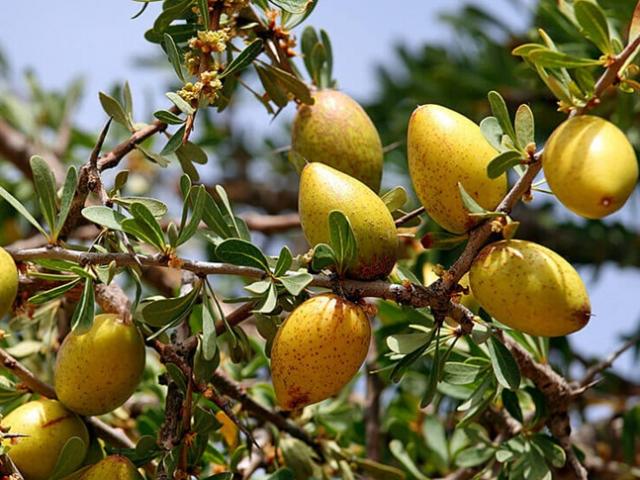 Thị trường - Tiêu dùng - Thứ tự rụng xuống nhặt về là có tiền, làm ra "vàng lỏng" tiền triệu/lít