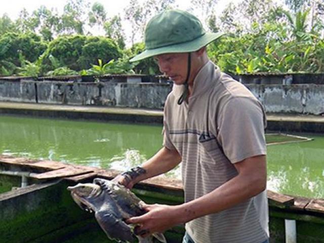 Thị trường - Tiêu dùng - Loài thủy quái kinh dị, cứ bán 1 con là lãi hàng triệu đồng