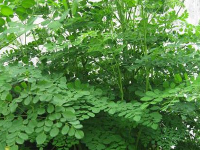 Sức khỏe đời sống - Mẹ bầu cần tránh hai loại rau này, cẩn thận kẻo mất con