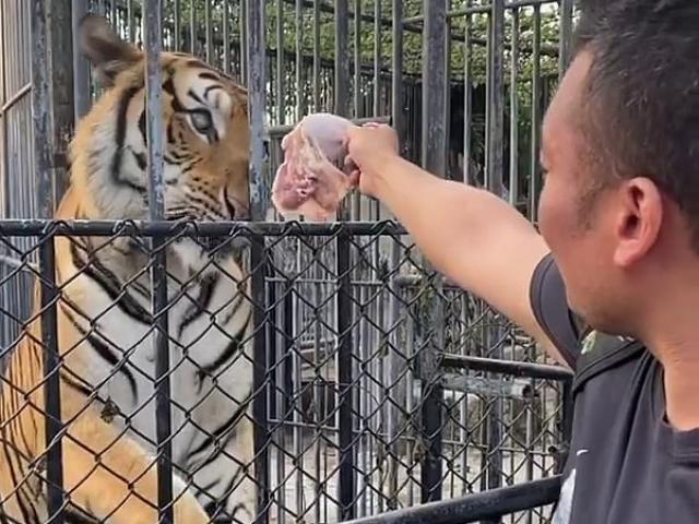 Phi thường - kỳ quặc - Lãnh hậu quả vì đột nhập sở thú để cho “hổ bị bỏ đói vì Covid-19" ăn