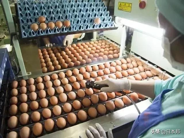 Tại sao người Nhật lại thoải mái ăn trứng sống dù nó có thể gây ngộ độc, thậm chí là tử vong - 4