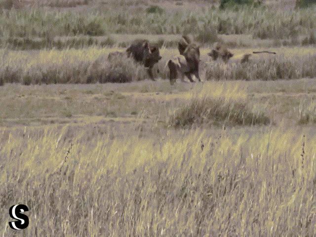 Phi thường - kỳ quặc - Video: "Vị vua già" ăn miếng trả miếng với 4 kình địch trẻ