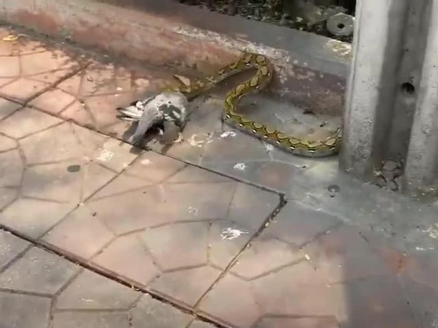 Media - "Mãng xà" rình rập bồ câu rồi tung đòn "xơi tái" con mồi