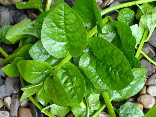 Ẩm thực - Những sai lầm nguy hiểm khi ăn rau mồng tơi mà ai cũng có thể mắc phải