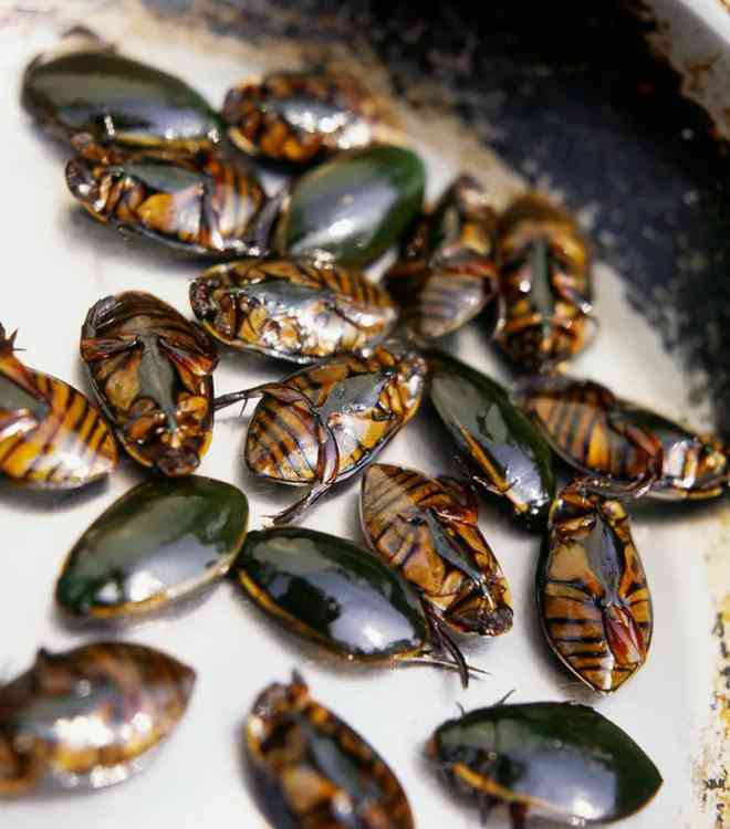 Ấu trùng của bọ cánh cứng là một món ăn khá phổ biến ở Cameroon và trên thế giới. Ảnh: Internet