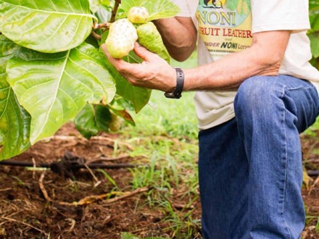 Thị trường - Tiêu dùng - Ở Việt Nam quả này trước mọc hoang, cho không ai lấy, nay cả thế giới lùng mua