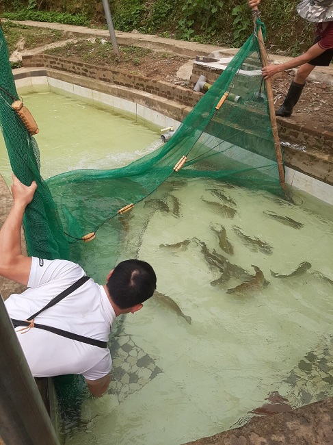 Cá hồi Sa Pa tăng giá mạnh, nguy cơ “khan hiếm” hàng mùa du lịch - 2