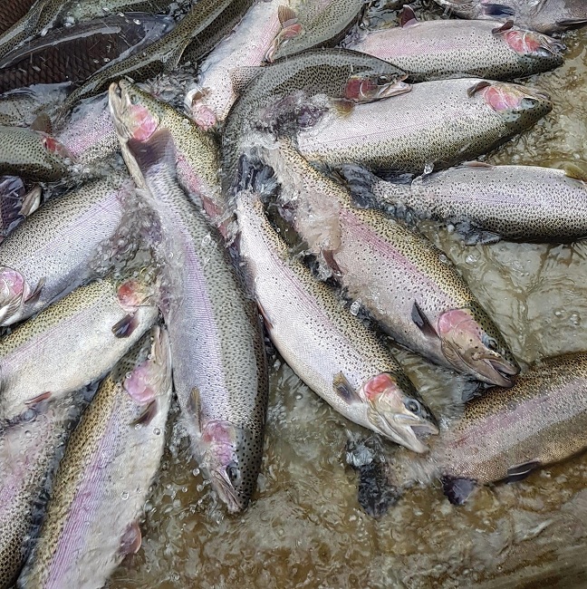 Không còn tình trạng ế ẩm, cá hồi Sa Pa đang tăng giá từng ngày.