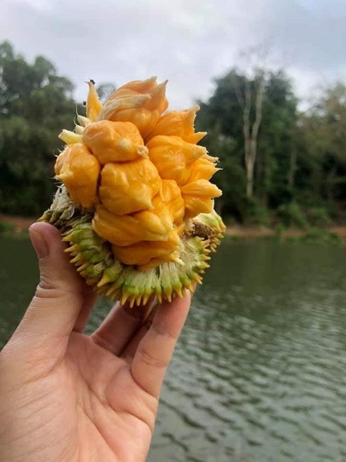 Quả mít rừng nhỏ xíu bằng nắm tay nhưng chi chít múi vàng rộm đẹp mắt.