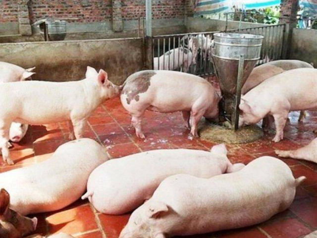 Thị trường - Tiêu dùng - Giá thịt lợn hôm nay 1/5: Tăng vọt trong ngày nghỉ lễ