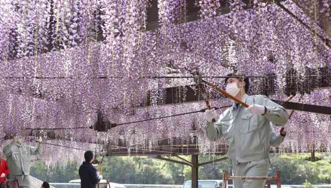 Mỗi năm lễ hội hoa tử đằng thu hút khoảng 20.000 người. Ảnh: Kyodo