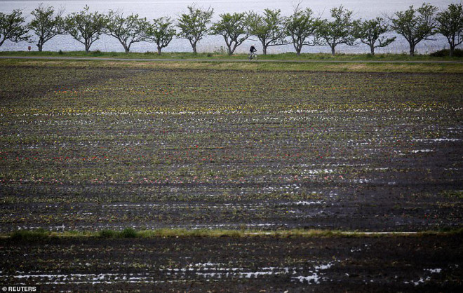 Cắt hơn 100.000 hoa tulip tại vườn Sakura Furusato để tránh việc người dân tụ tập ngắm hoa. Ảnh: Reuters