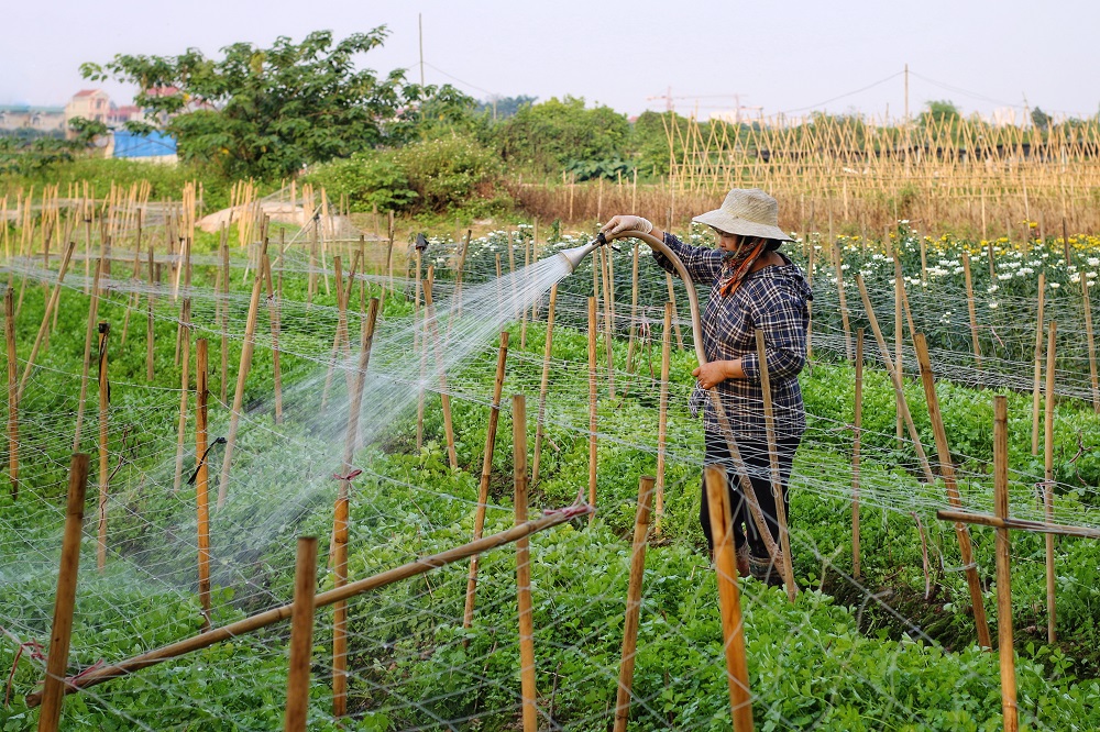 
Nông dân trồng hoa ở Tây Tựu vừa trải qua thời gian thất thu do ảnh hưởng nặng nề của Covid-19.