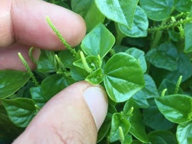 Thị trường - Tiêu dùng - "Mỏ tiền" trước bị nhổ bỏ, bây giờ săn tìm đem bán trăm nghìn/kg