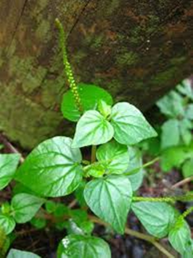 Rau giòn, dai, có vị mặn, ngọt, chua.