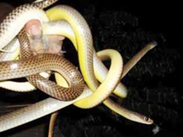 Kinh doanh - Nghề dễ kiếm tiền triệu nhưng sơ sẩy là "mất mạng" ở Bắc Ninh