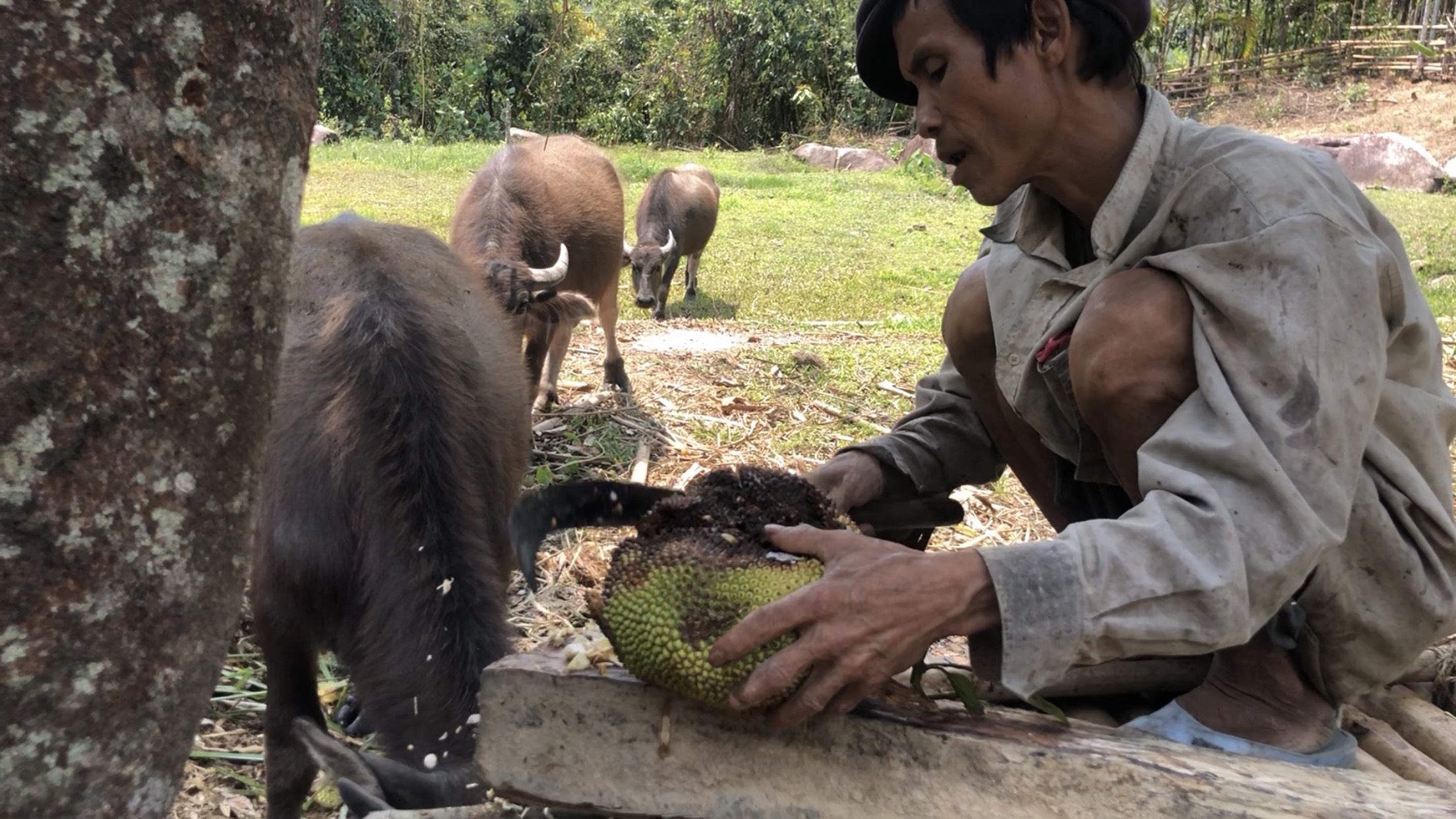 Sau 7 năm về làng, cuộc sống "người rừng" Hồ Văn Lang giờ ra sao? - 4