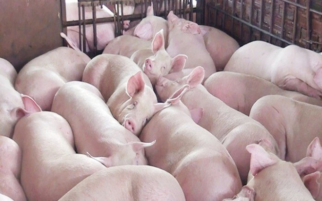 Giá thịt lợn hôm nay 2/5/2020: Tiếp tục tăng tại miền Bắc, lo ngại sự tái phát dịch tả lợn châu Phi tại một số địa phương ảnh hưởng tái đàn.
