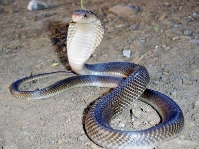 Media - Dùng điệu nhảy "mê hoặc", nhân viên bắt rắn tóm gọn hổ mang chúa