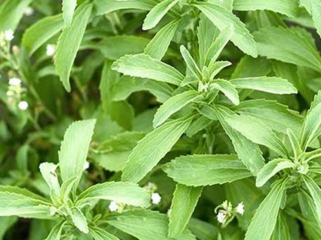 Thị trường - Tiêu dùng - Thứ cỏ này ngọt hơn mía hàng trăm lần, cứ trồng là lãi đậm