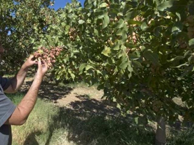 Thị trường - Tiêu dùng - Cây sống 300 năm, hạt khi chín "tự bật cười", giờ quý như vàng tiền triệu/kg