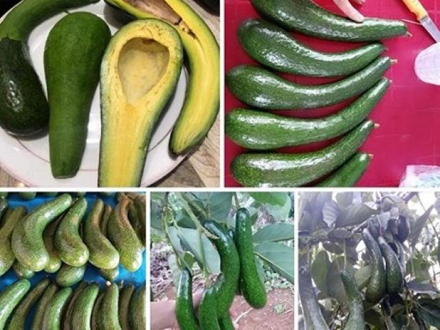 Thị trường - Tiêu dùng - Bơ sáp “nữ hoàng chân dài” rớt giá, thương lái ôm vườn “ngậm trái đắng”