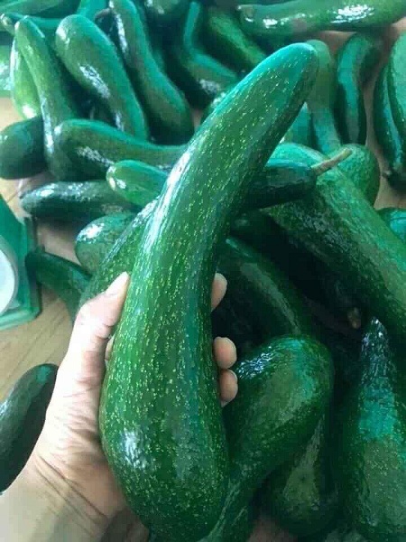 Bơ sáp “nữ hoàng chân dài” rớt giá, thương lái ôm vườn “ngậm trái đắng” - 2