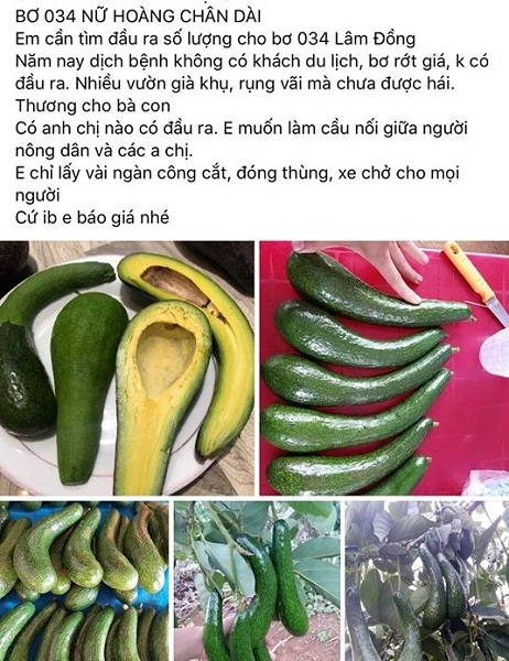 Bơ sáp “nữ hoàng chân dài” rớt giá, thương lái ôm vườn “ngậm trái đắng” - 3