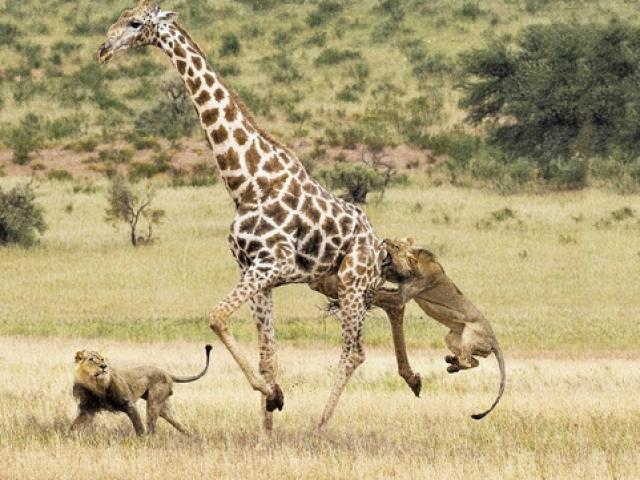 Media - Sư tử tung ra "tuyệt đỉnh kungfu", hạ gục hươu cao cổ chỉ trong nháy mắt