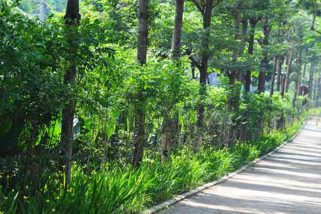 Cận cảnh tuyến đường đi bộ cực đẹp mới xuất hiện trên phố Thái Hà, Hà Nội - 4