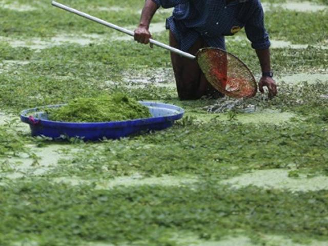 Thị trường - Tiêu dùng - Nhìn tưởng cỏ dại, đầy ao hồ ở Việt Nam, đem về trồng lại có tiền "ngập túi"