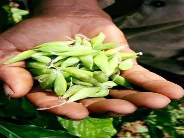 Kinh doanh - "Vạch lá tìm sâu" ở Tây Nguyên: Tưởng điên khùng mà lại hái ra tiền