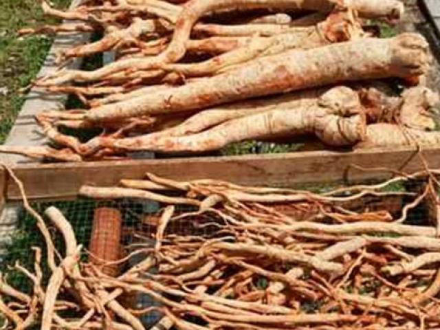 Thị trường - Tiêu dùng - "Báu vật" của cả nước, một thời không ai ngó nay ra sao?