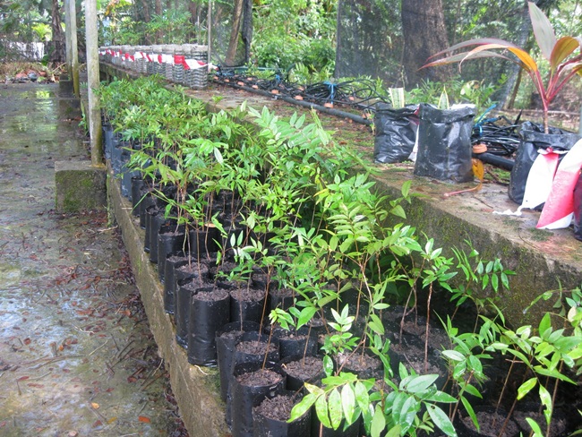 Chúng đươc xem là sản phẩm tốt cho nam giới. Tuy nhiên, việc sử dụng vẫn cần tham khảo ý kiến các bác sĩ Đông y.&nbsp;