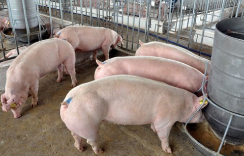 Nhiều địa phương giá lợn hơi tăng vọt từ 85.000 đồng/kg lên mức 91.000 đồng/kg
