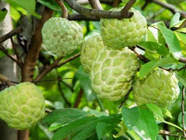 Thị trường - Tiêu dùng - Loại quả tưởng không còn ai ăn, trồng bán mới thấy là "mỏ vàng"