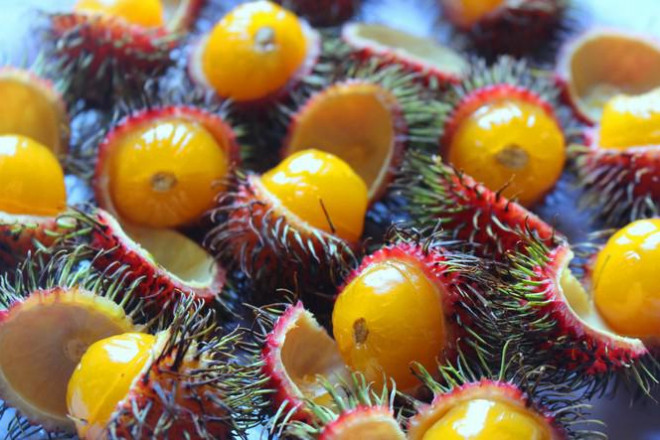 Những quả chôm chôm rừng có ruột màu vàng bắt mắt&nbsp;chỉ có rộ vào vụ tháng 4 -6 được hái trên rừng nên số lượng không nhiều. Loại quả này được&nbsp; nhiều ưa chuộng nhất vì lạ, dễ ăn, không hóa chất không thuốc trừ sâu, có thể chấm muối ớt hoặc ngâm đường làm nước giải khát.&nbsp;