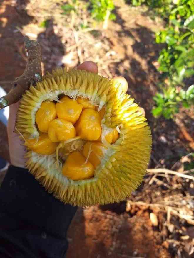 Đầu hè là rộ mùa trái cây rừng. Đặc biệt năm nay, mít rừng bán rất chạy.&nbsp;Mỗi quả mít rừng chỉ to bằng nắm tay, nặng khoảng 0,3 -0,5 kg/quả, ăn có vị chua ngọt.&nbsp;Dù giá cao hơn so với mít trồng tại vườn&nbsp; nhưng mít rừng được nhiều chị em săn lùng do sự khác lạ và hương vị đặc biệt