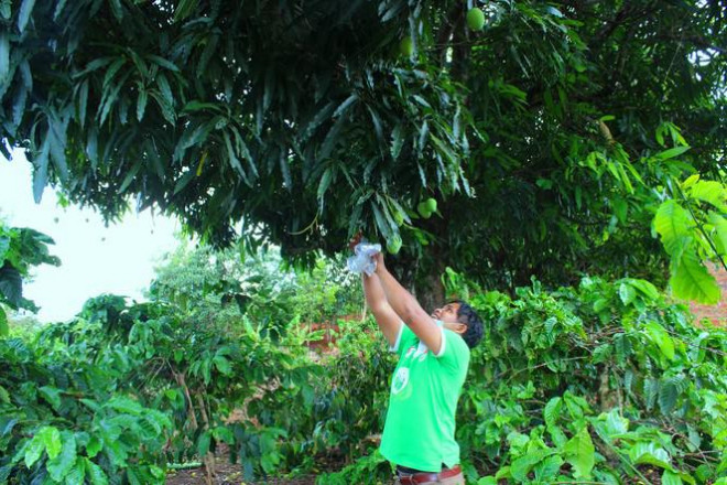 Các loại quả rừng có cây cao to, khi hái người dân thường phải căng bạt dưới gốc, dùng thang trèo lên rồi hái quả thả xuống thật cẩn thận để không bị dập.