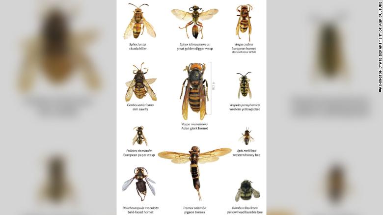 So sánh kích thước ong bắp cày châu Á&nbsp;(giữa) với các loài ong khác.
